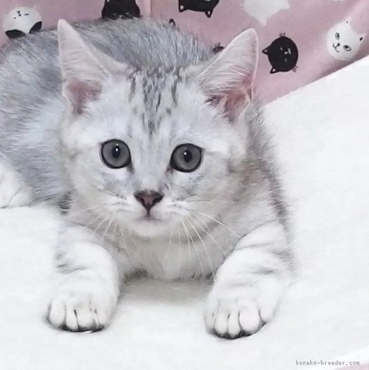 J.O 様のお迎えした子猫