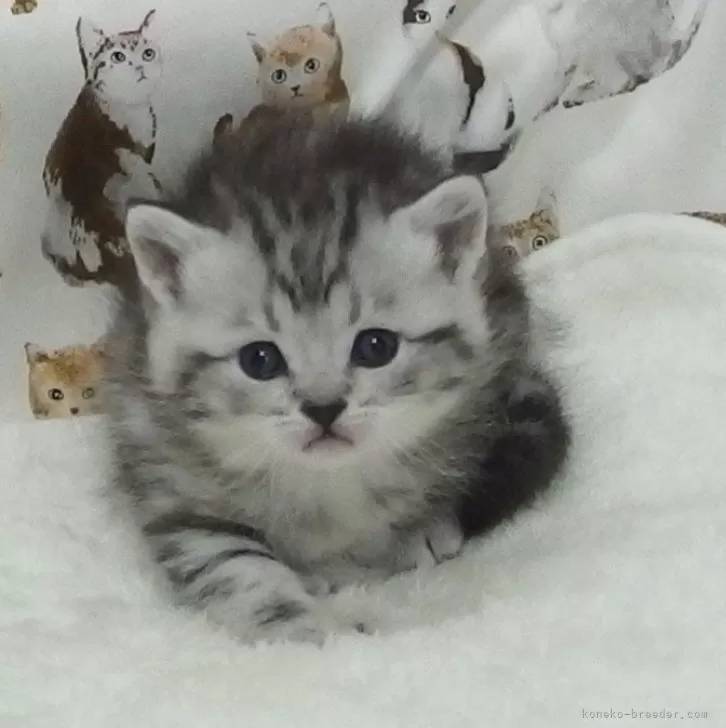 ID：2502-02353の子猫