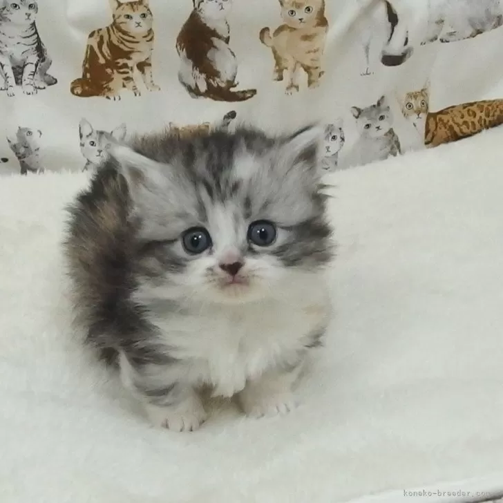 ID：2503-02178の子猫