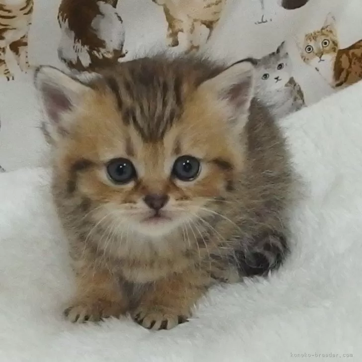 ID:2501-01121の子猫