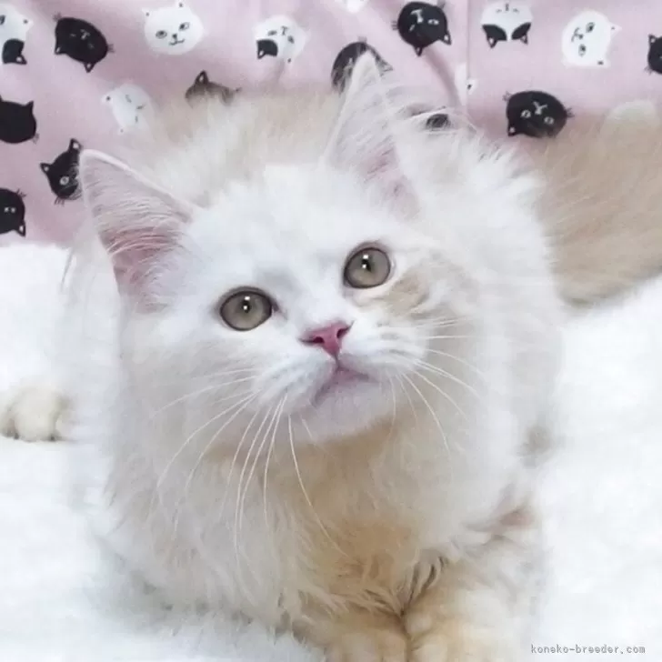 ミヌエット(長足)【大阪府・男の子・2025年6月21日・クリームホワイト】の写真1