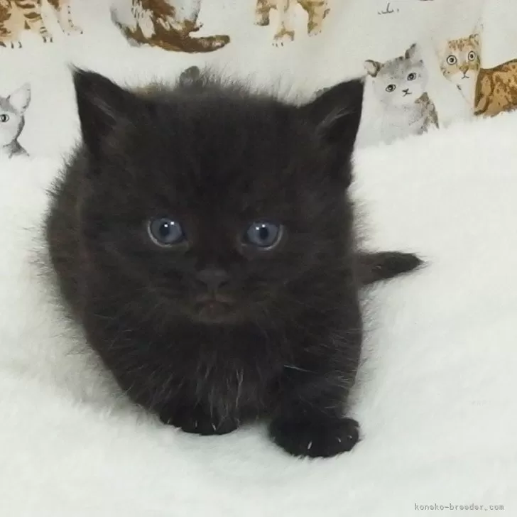 ID:2503-02182の子猫
