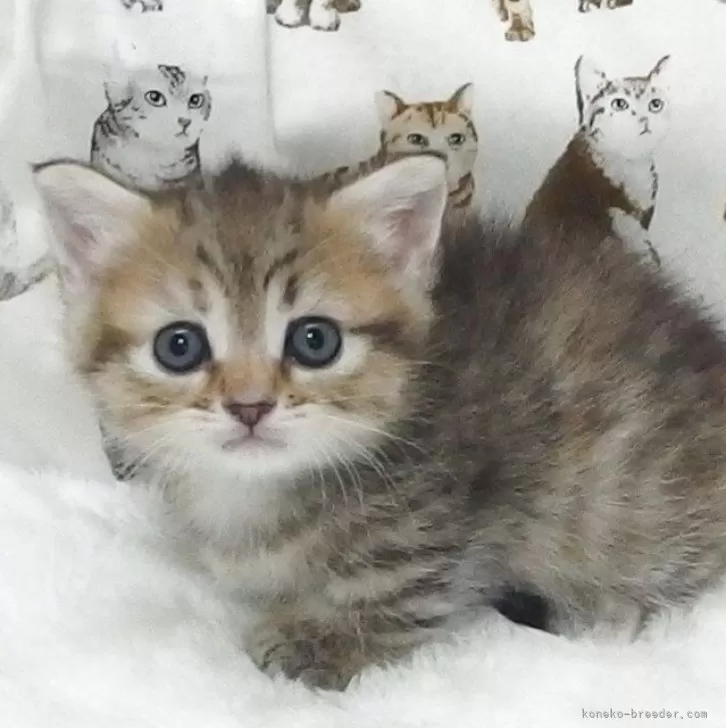 ID:2506-00683の子猫