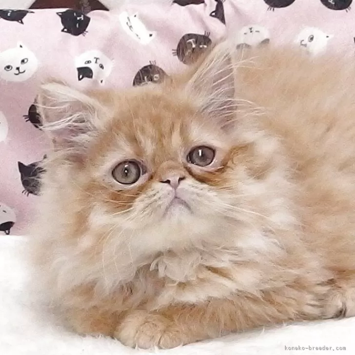 エキゾチックショートヘア【大阪府・男の子・2025年8月19日・レッドタビー】の写真1