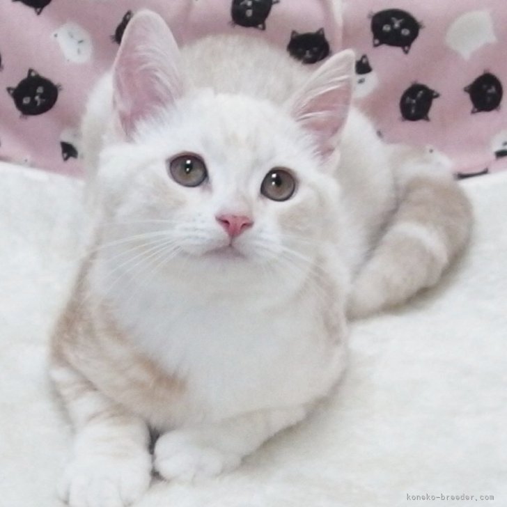 ブリーダー画像