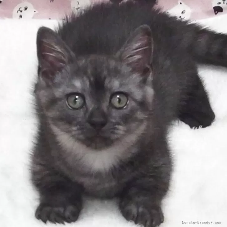 ID:2508-00791の子猫