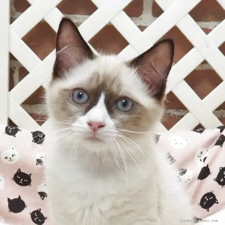 ID：2605-00705の子猫