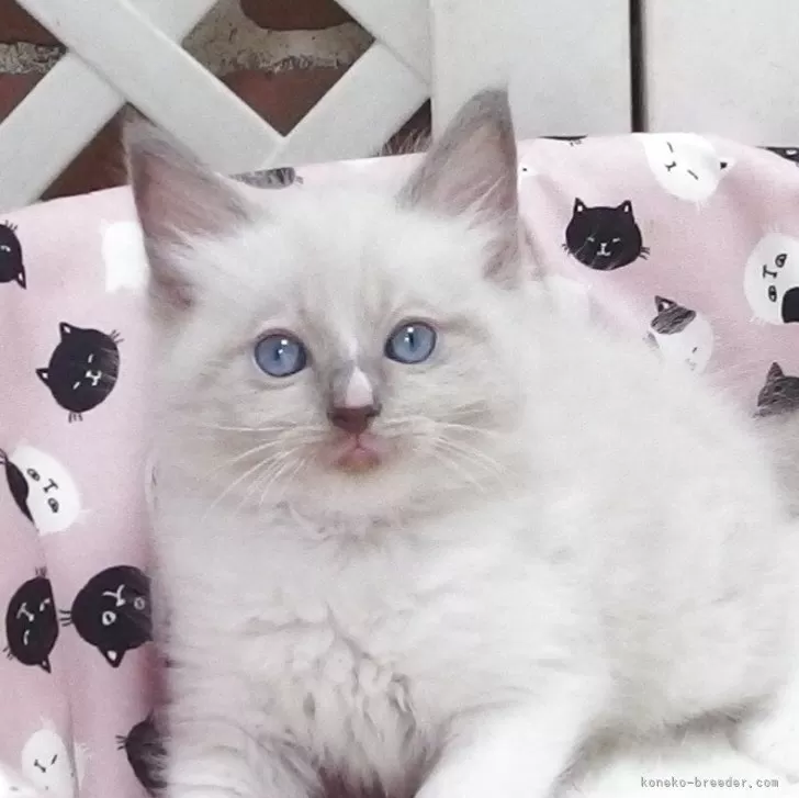 ID：2508-00796の子猫