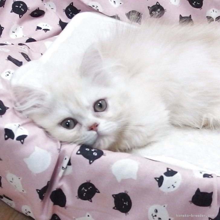 ブリーダー画像