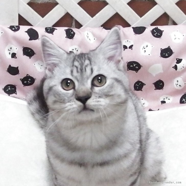 ブリーダー画像