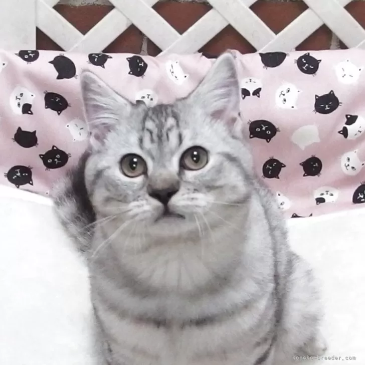 マンチカン(長足)【大阪府・男の子・2025年6月19日・シルバータビー】の写真1