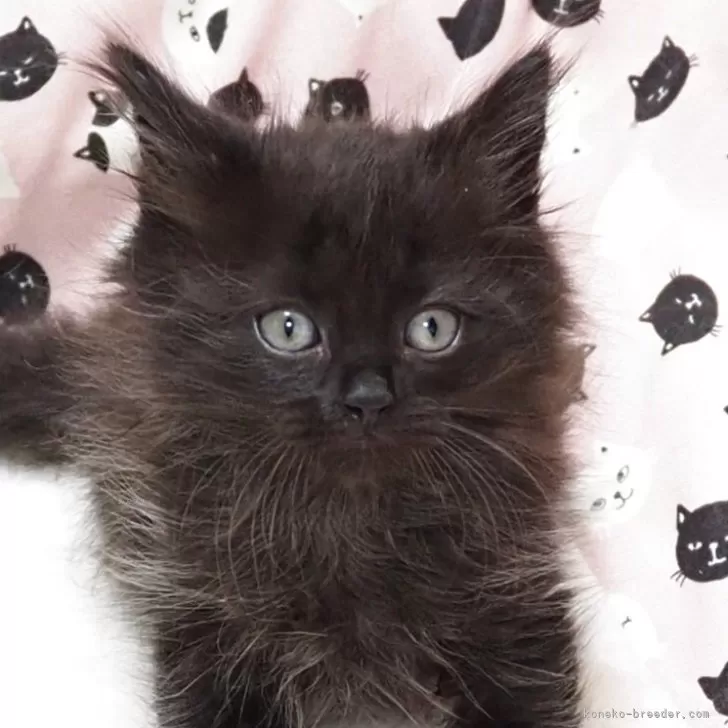 ID：2603-02855の子猫