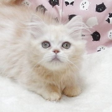 ミヌエット(短足)【大阪府・男の子・2025年7月20日・クリーム】の写真「全て込みの価格で元気な男の子です(短足)」