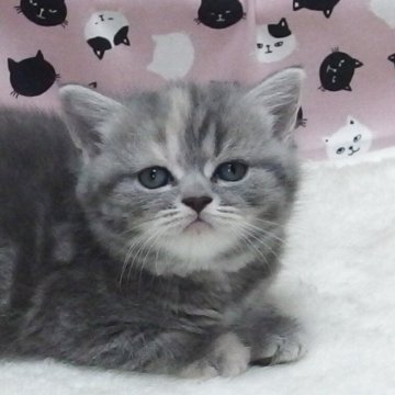 ミヌエット(長足)【大阪府・女の子・2025年6月8日・ブルークリーム】の写真「全て込みの価格で可愛い女の子です」