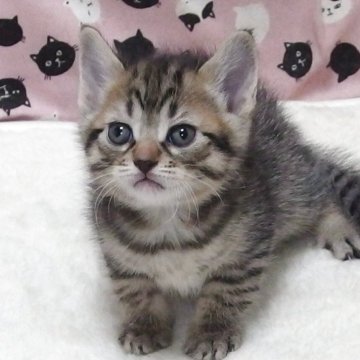 マンチカン(長足)【大阪府・男の子・2025年11月7日・ブラウンタビー】の写真「全て込みの価格で元気な男の子です」