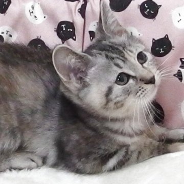 マンチカン(長足)【大阪府・女の子・2025年8月15日・ブラウンタビー】の写真「全て込みの価格で可愛い女の子です」