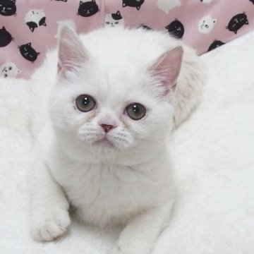 ミヌエット(長足)【大阪府・女の子・2025年4月12日・クリームホワイト】の写真「全て込みの価格で可愛い女の子です」