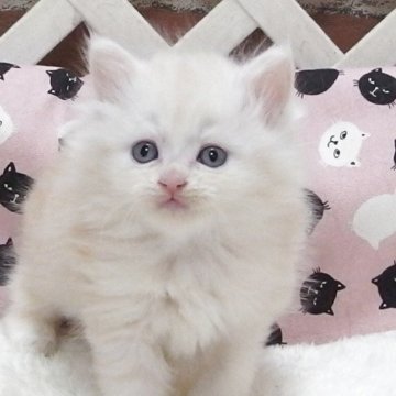 ミヌエット(長足)【大阪府・女の子・2025年9月16日・クリームタビー】の写真「全て込みの価格で可愛い女の子です」