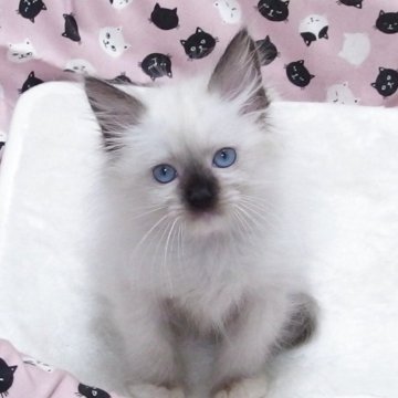 ラグドール【大阪府・男の子・2025年8月29日・シールポイントミゼット】の写真「全て込みの価格で元気な男の子です」