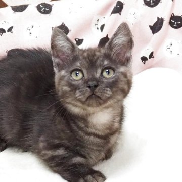 マンチカン(長足)【大阪府・男の子・2026年2月28日・シルバータビー】の写真「全て込みの価格で元気な男の子です」