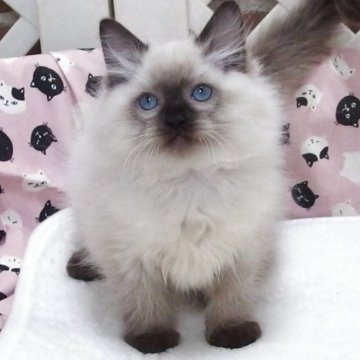 ラグドール【大阪府・男の子・2025年8月29日・シールポイントミゼット】の写真「全て込みの価格で元気な男の子です」