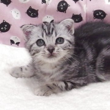 スコティッシュフォールド(折れ耳)【大阪府・女の子・2025年10月14日・シルバータビー】の写真「全て込みの価格で可愛い女の子です」