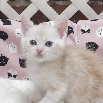 マンチカン(長足)【大阪府・男の子・2025年8月15日・クリームタビー】の写真「全て込みの価格で元気な男の子です」