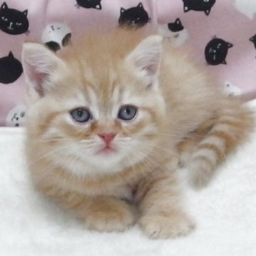 マンチカン(長足)【大阪府・女の子・2025年6月4日・クリームタビー】の写真「全て込みの価格で可愛い女の子です」