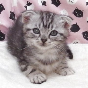 スコティッシュフォールド(折れ耳)【大阪府・男の子・2025年10月14日・シルバータビー】の写真「全て込みの価格で元気な男の子です」