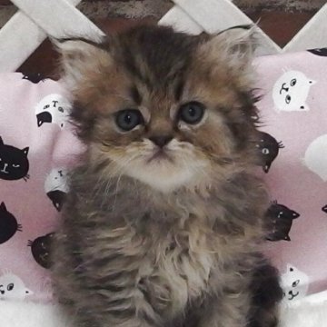 エキゾチックショートヘア【大阪府・男の子・2025年6月13日・ブラウンタビー】の写真「全て込みの価格で元気な男の子です」