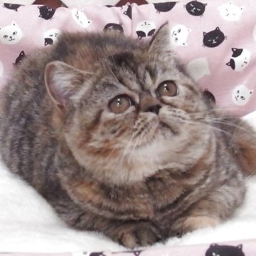 エキゾチックショートヘア【大阪府・女の子・2025年8月19日・ブラウンタビー】の写真「全て込みの価格で可愛い女の子です」