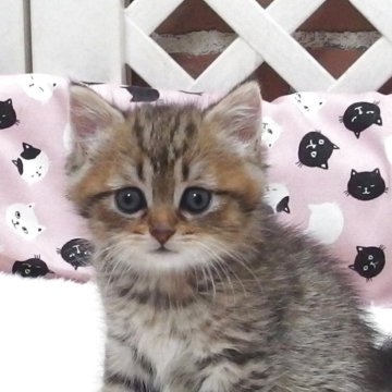 ミヌエット(長足)【大阪府・男の子・2025年6月29日・ブラウンタビー】の写真「全て込みの価格で元気な男の子です」