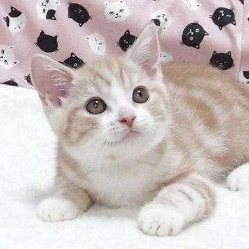 スコティッシュフォールド(立ち耳)【大阪府・男の子・2025年8月21日・クリームタビー】の写真「全て込みの価格で元気な男の子です」