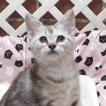 マンチカン(長足)【大阪府・女の子・2025年8月6日・シルバータビー】の写真「全て込みの価格で可愛い女の子です」