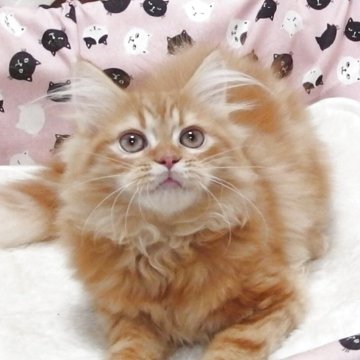 ミヌエット(長足)【大阪府・男の子・2025年7月20日・レッドタビー】の写真「全て込みの価格で元気な男の子です」