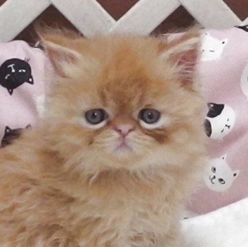 エキゾチックショートヘア【大阪府・男の子・2025年8月19日・レッドタビー】の写真「全て込みの価格で元気な男の子です」