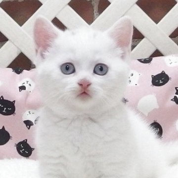 マンチカン(短足)【大阪府・男の子・2025年7月25日・ホワイト】の写真「全て込みの価格で元気な男の子です（短足）」