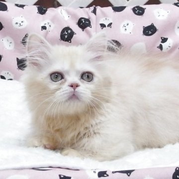 ミヌエット(短足)【大阪府・男の子・2025年7月20日・クリーム】の写真「全て込みの価格で元気な男の子です（短足）」