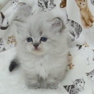 ミヌエット(短足)【大阪府・女の子・2025年1月17日・シールポイント】の写真「全て込みの価格で可愛い女の子です」