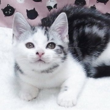 スコティッシュフォールド(立ち耳)【大阪府・女の子・2025年8月21日・シルバータビーホワイト】の写真「全て込みの価格で可愛い女の子です」