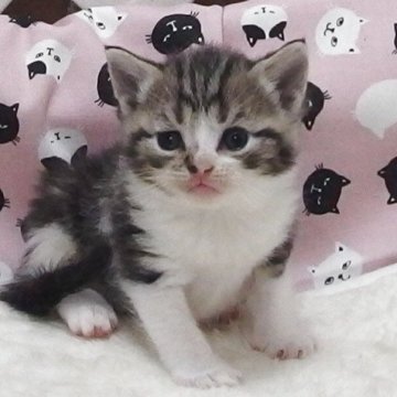 マンチカン(長足)【大阪府・男の子・2025年6月19日・ブラウンタビーホワイト】の写真「全て込みの価格で元気な男の子です」