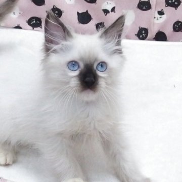 ラグドール【大阪府・男の子・2025年8月29日・シールポイントミゼット】の写真「全て込みの価格で元気な男の子です」