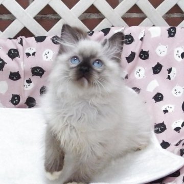 ラグドール【大阪府・男の子・2025年8月29日・シールポイントミゼット】の写真「全て込みの価格で元気な男の子です」