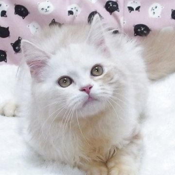 ミヌエット(長足)【大阪府・男の子・2025年6月21日・クリームホワイト】の写真「全て込みの価格で元気な男の子です」