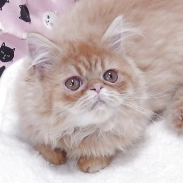 エキゾチックショートヘア【大阪府・男の子・2025年8月19日・レッドタビー】の写真「全て込みの価格で元気な男の子です」