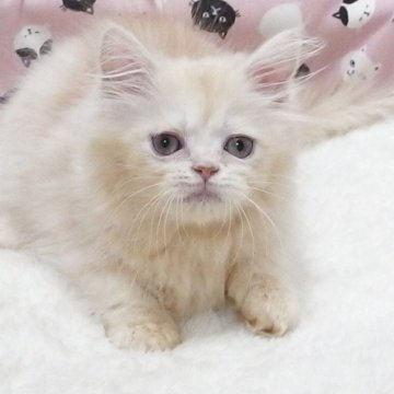 ミヌエット(短足)【大阪府・男の子・2025年7月20日・クリーム】の写真「全て込みの価格で元気な男の子です（短足）」
