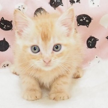 スコティッシュフォールド(立ち耳)【大阪府・男の子・2026年3月22日・クリームタビー】の写真「全て込みの価格で元気な男の子です②」