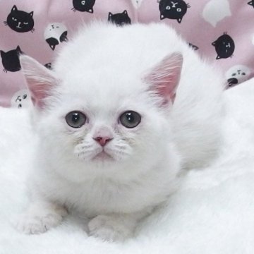 ミヌエット(長足)【大阪府・女の子・2025年4月12日・クリームホワイト】の写真「全て込みの価格で可愛い女の子です」