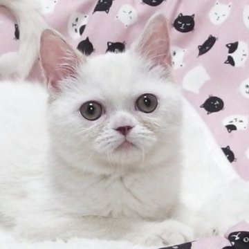 ミヌエット(長足)【大阪府・女の子・2025年4月12日・クリームホワイト】の写真「全て込みの価格で可愛い女の子です」