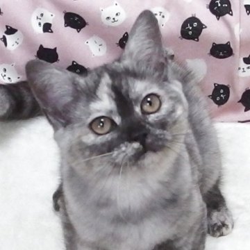 マンチカン(長足)【大阪府・女の子・2025年7月25日・トーティ】の写真「全て込みの価格で可愛い女の子です」